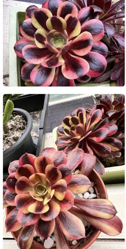 Aeonium superbang succulent - aeonium, superbang.