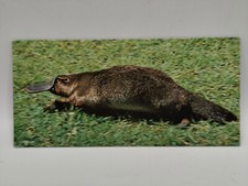 Nestlé MERVEILLES DU MONDE Carte N°29 "L'ornithorynque"