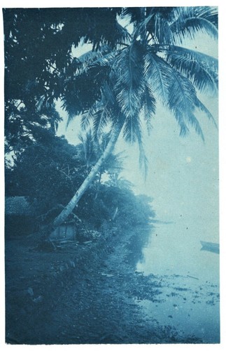Paysage palmier cyanotype - au,