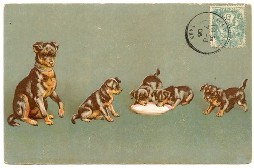 Helena maguire chiens - helena, maguire.