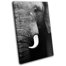 Elephant Wildlife Animals