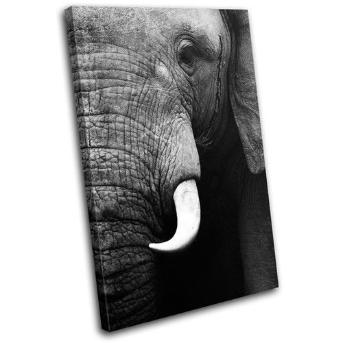 Elephant wildlife animals - wildlife,