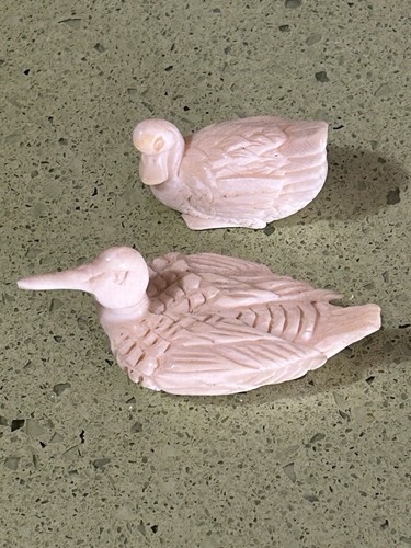 Oiseau couple petits - oiseau,