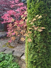 Rouille noble éolienne