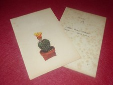 BOTANICAL ROCK PLANTS & CACTUS