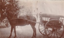 AA495 photo originale ancienne - cheval attelé a une charrette