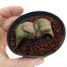 Gasteria armstrongi - , cv