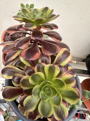 Aeonium superbang une - superbang,