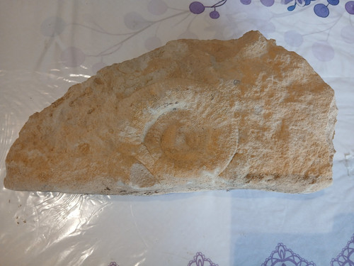 Fossile ammonite cm - fossile, 10
