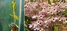 Dendrobium nobile, orchidée, Orchid;