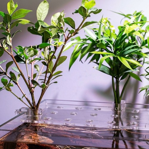 Tasses aquarium réglable