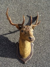 Grand Trophee massacre Tête