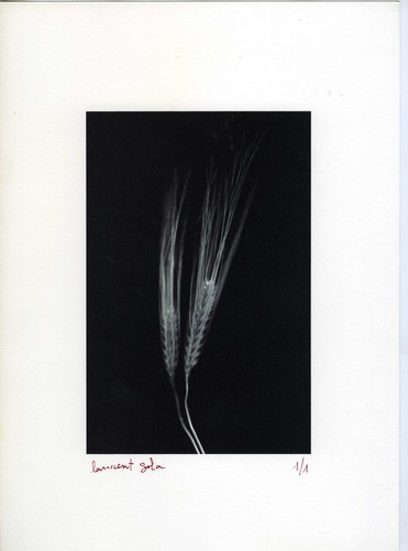 Photo photographie nature - photographie,,