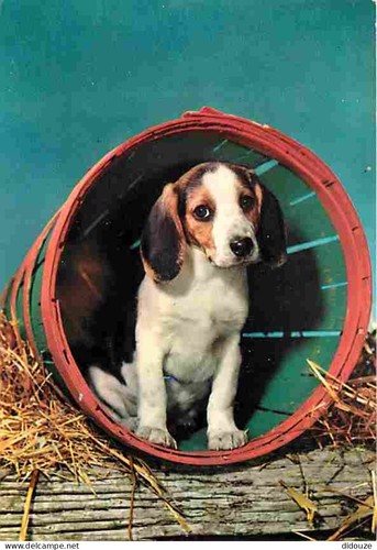 Carte postale animaux - carte,