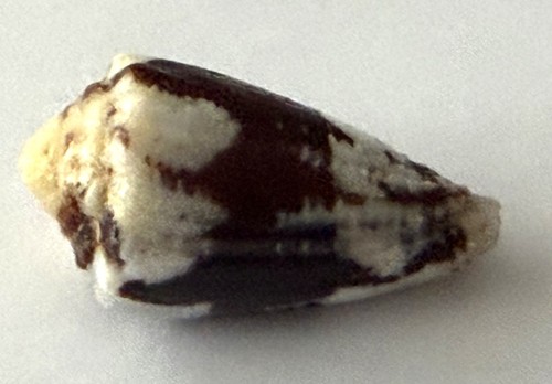 Coquillage conidae cabritii - cabritii, 24