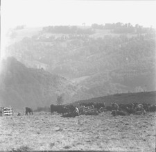 SALERS c. 1960 -Traite des