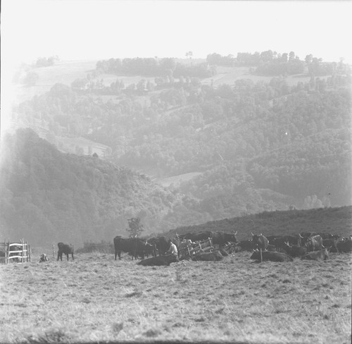 Salers 1960 traite - salers,
