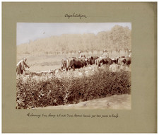 Persia, Azerbaïdjan, Labourage d'un champ à l'aide d'une charrue 