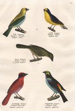 Tangaren Tangara Tanagra