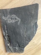 Véritable Reptile marin-Fossil de Keichousaurus