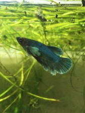 COMBATTANT FEMELLE BIG EARS - BETTA SPLENDENS FEMELLE DUMBO -