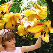 Bulbe de lys arbre bulbe