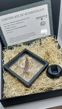 Veritable Dent De Spinosaure Fossile 6,5cm + Presentoire Et Coffret 