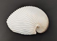 ARGONAUTE ARGO 147 mm f++  Madagascar " Joli spécimen "