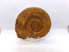 Belle ammonite fossile des Deux-Sèvres