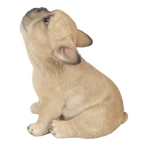 French bulldog puppy howling - puppy,