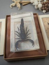Ancien grand scorpion