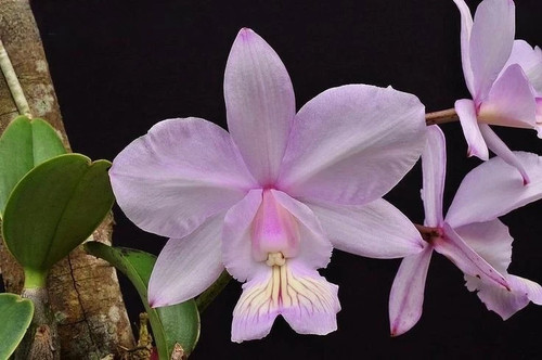 Cattleya nobilior var amaliae - cattleya, var.