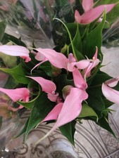Anthurium variété lilly - anthurium,