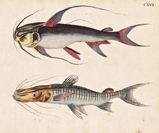 Poisson Poissons Silure Silure