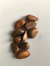 10 graines pomme cannelle anone à planter Annona Cherimola bio ss OGM ni hybride