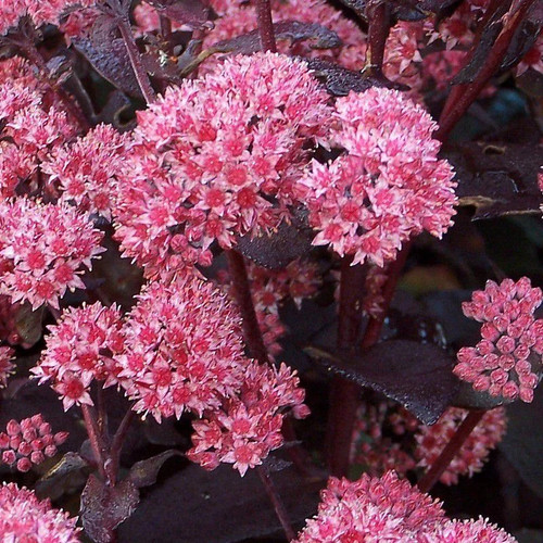 Sedum jose aubergine orpin - sedum,
