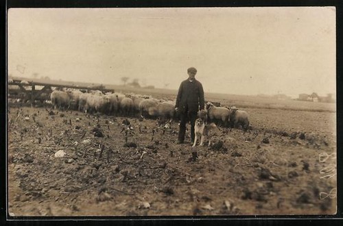Carte postale photo berger