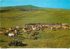 Animaux - Vaches - Paturage