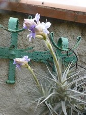 12= tres grand lot= 2tiges de tillandsia++ 10rosaces de aéoniums