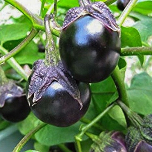 Dewako one bite aubergine - bite,