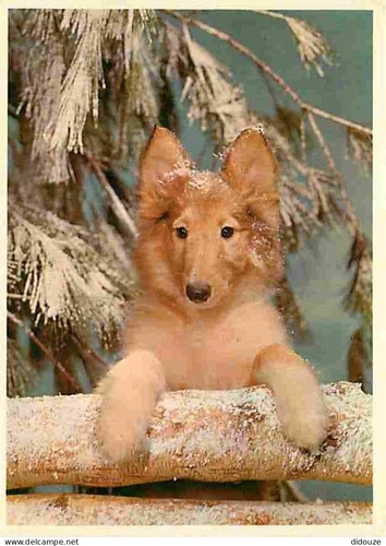 Carte postale animaux - animaux,