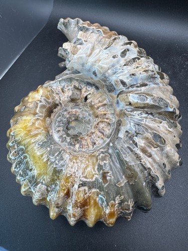 6669 large intact ammonite - large,