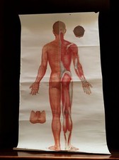 Affiche plan anatomique antique de la Chine