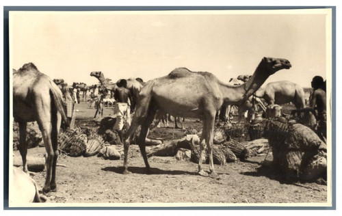 Somalie caravane chameaux - de,