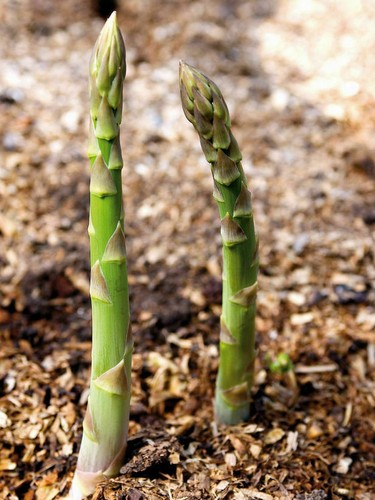 Graines asperges vertes - graines, +