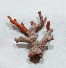 Corail rouge 100 % naturel