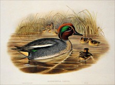 SARCELLE d'HIVER (QUERQUEDULA CRECCA - SPATULA CRECCA) - Gravure du 20e siècle