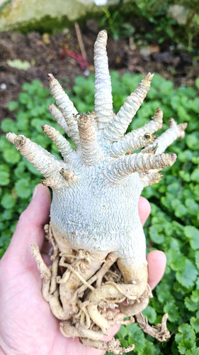 Adenium dha ppl - adenium, big