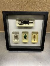 Scorpion Doré/ Noir Géant - Araignée Diable Scarabée Emeraude -Inclusion résine