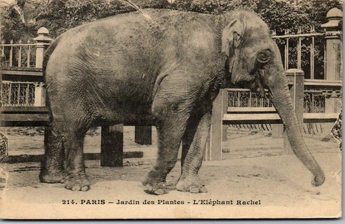 Animaux elephant carte - elephant,